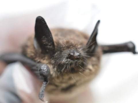 Little brown bat found in western Washington in March 2016. The fungus damaged the bat’s wings making it unable to fly. 