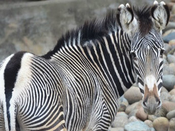 After a rapid decline in health over the last few weeks Mara, a 20-year-old Grevy’s Zebra was humanely euthanized on Sunday, May 22. A full necropsy will be performed at UC Davis. 