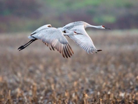 Sandhill Cranes Photo By Dept. of Water Resources