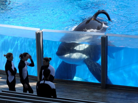 In this Monday, March 7, 2011, file photo, killer whale Tilikum, right, watches as SeaWorld Orlando trainers take a break during a training session at the theme park's Shamu Stadium in Orlando, Fla. 