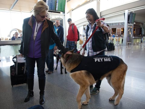 Linda Vogel pets Max, a dog that is part of a program to relax and reduce stress for travelers at Sacramento International Airport on November 16, 2016. 
