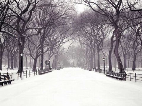 Winter in New York City's Central Park