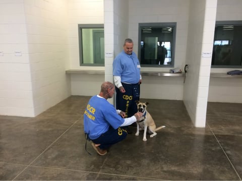 Keith Bonnet kneels and Mike Carillo stands as they tend to Lilly. The two are trainers in the Mule Creek State Prison Paws For Life program run by Karma Rescue. 