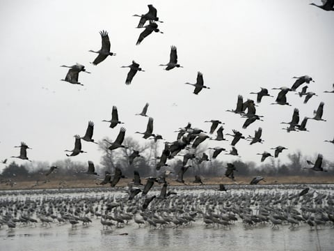 Over 500,000 sandhill cranes fly in the Platte Rivers's near Fort Kearny State Historical Park. The Sandhill Cranes fly from southern wintering grounds to northern breeding grounds in Canada, Alaska and Siberia.