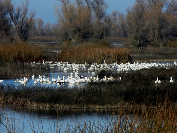 Migratory birds at the Gray Lodge bird sanctuary near Yuba City.