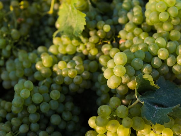 The chenin blanc grape is regaining popularity in California.