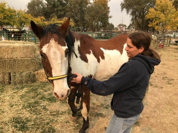 Holly Hogan was helping neighbors get their animals to safety when she herself was forced to evacuate — on horseback.