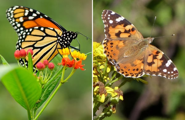 A monarch butterfly (left) and a painted lady butterfly (right)