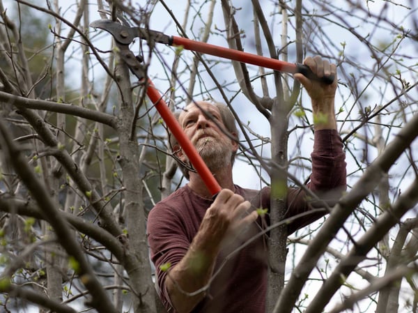Alan Haight, 62, prunes apple trees at Riverhill Farm in Nevada City.