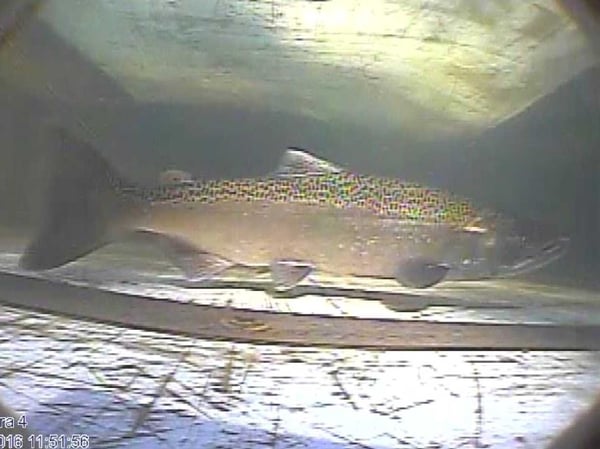 A salmon is filmed swimming upstream to spawn in Auburn Ravine.