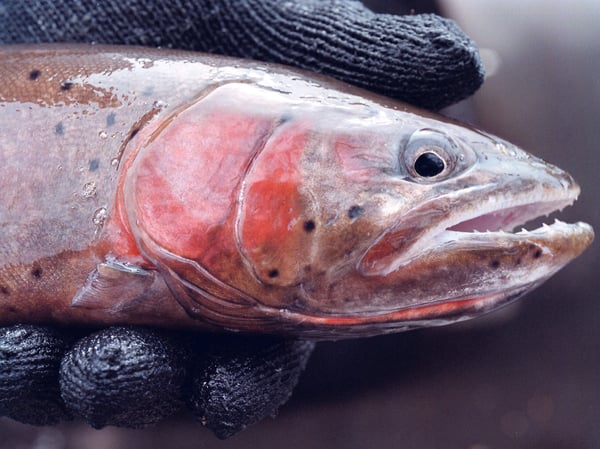 Bob Burns of the Pyramid Lake Fisheries, holds a cutthroat trout, that is between two and three-years old, Wednesday, April 16, 2003, in Reno, Nev.