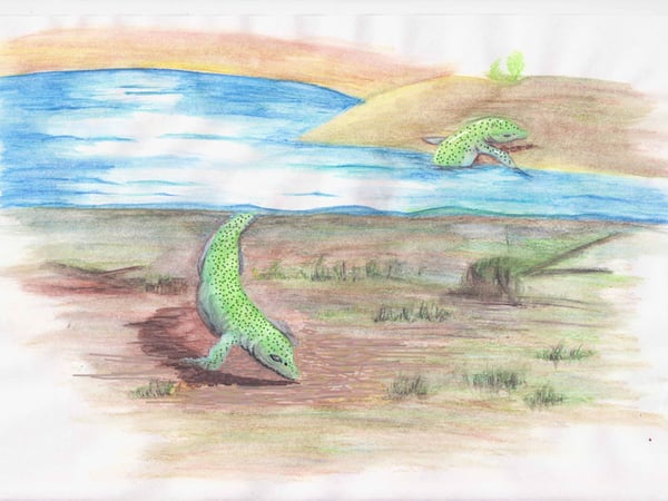 This illustration shows what a newly discovered amphibious ichthyosaur may have looked like when it was alive some 248 million years ago.