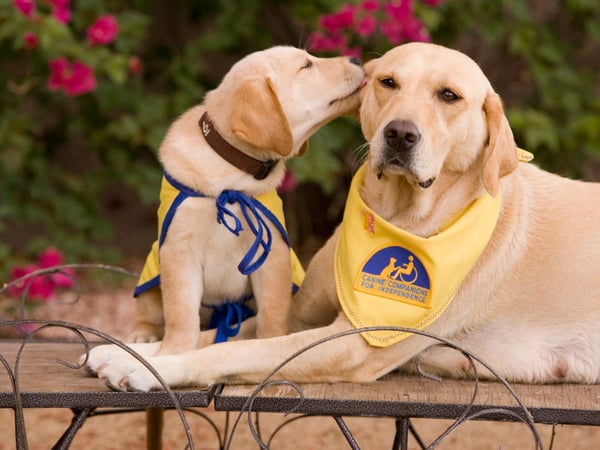 CCI breeder Adah and pup Rob.