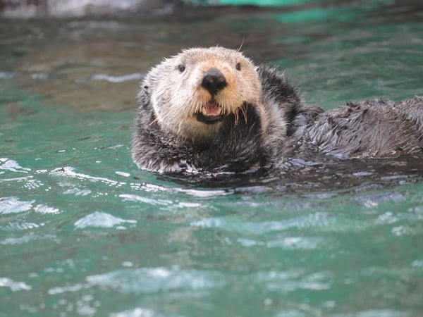 Northern sea otters (Enhydra lutris kenyoni) being cared for at the Seattle Aquarium in Seattle, WA. 