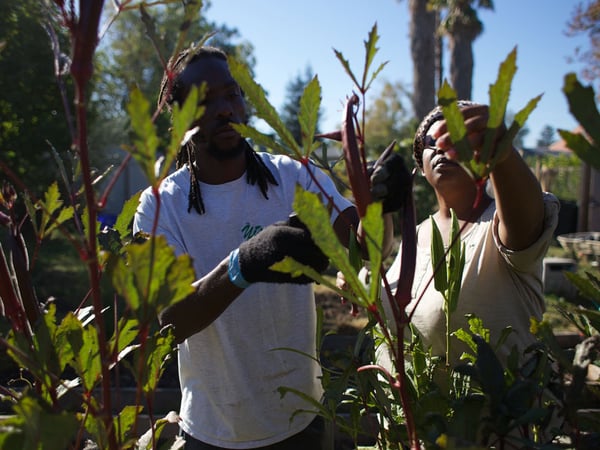 Chinowk Yisrael and his wife, Judith, pick food from the garden.