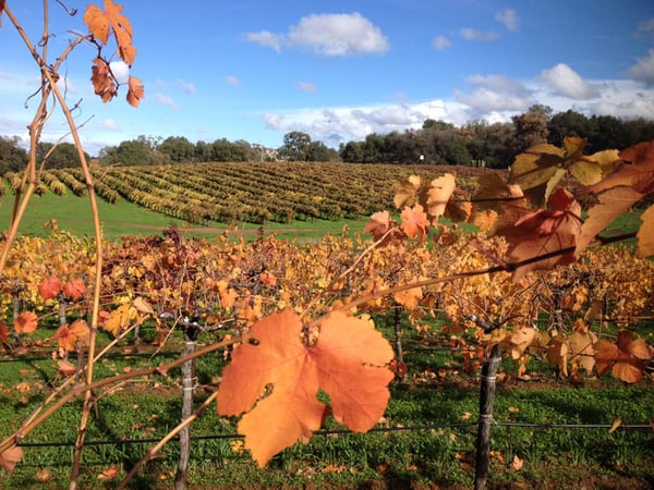 Terra d' Oro vineyard in Amador County.