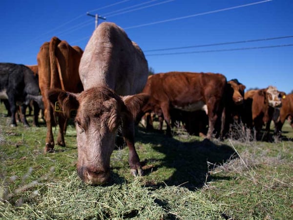 The cattle on Jim Gates' ranch have greener pastures this winter, which is a big change from last years' conditions. 