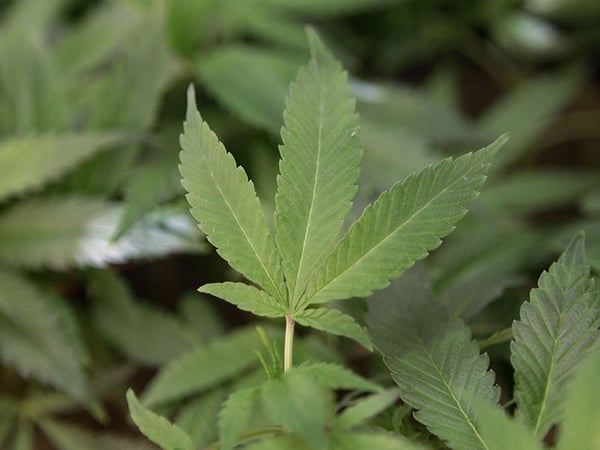 This Feb. 1, 2011 file photo shows medical marijuana clone plants at a medical marijuana dispensary in Oakland, Calif. 