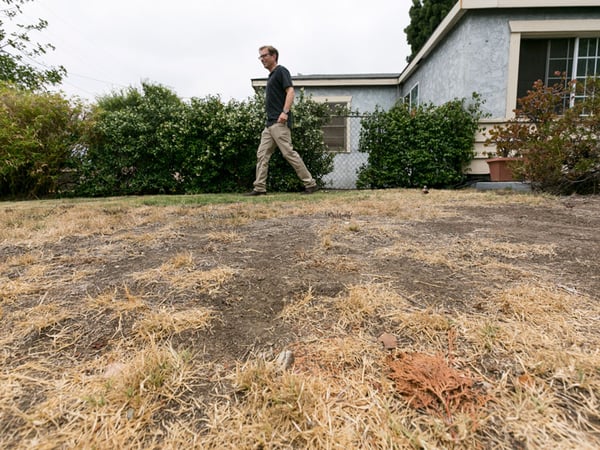 Michael Korte walks on his home brown lawn in Glendora, Calif., Thursday, July 17, 2014.