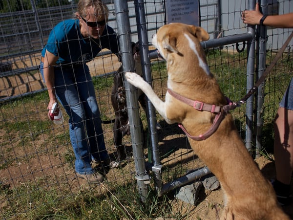 Volunteer Lori Woodward gets ready for two pit bulls to meet in a pen at Sacramento County Animal Care. Volunteers monitor the animals and are ready with spray bottles if the dogs are too rough with each other.
