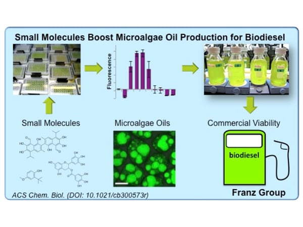 Prof. Annaliese Franz and her students have developed an approach using chemical triggers to overproduce oils in algae.