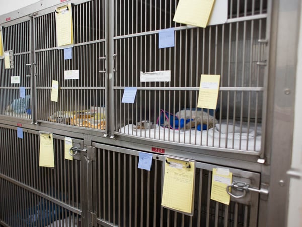 Cats nap at the UC Davis veterinary hospital as they recover from injuries sustained in the Butte Fire. The hospital is using Facebook to help reunite owners with their pets.
