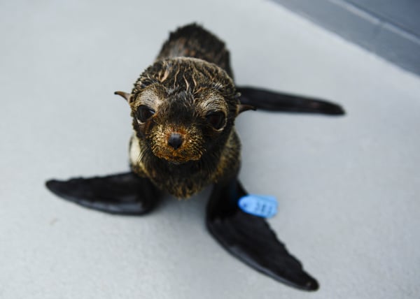 The Marine Mammal Center’s record-breaking patient load this year has included an influx of emaciated young Guadalupe fur seals.  