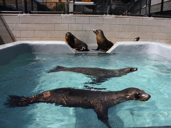 California sea lion patients at The Marine Mammal Center in Sausalito, CA. 