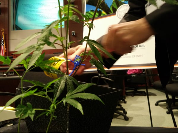 The company Franwell demonstrates its cannabis tracking software at a meeting held at the Board of Equalization.