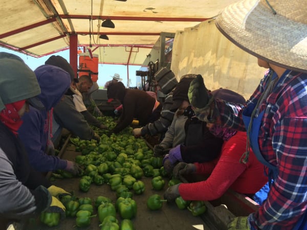Farm employment in the Sacramento region grew by 900 jobs in April which helped lower the jobless rate to 3.4 percent - a record low.