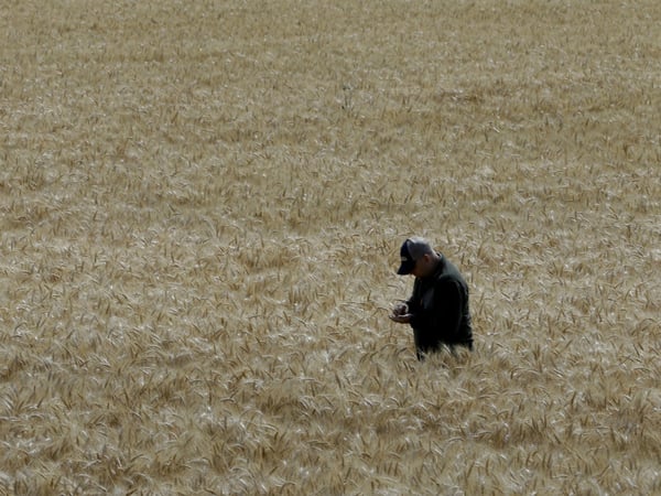 In this photo taken Monday, May 18, 2015, Gino Celli inspects wheat nearing harvest on his farm near Stockton, Calif. 