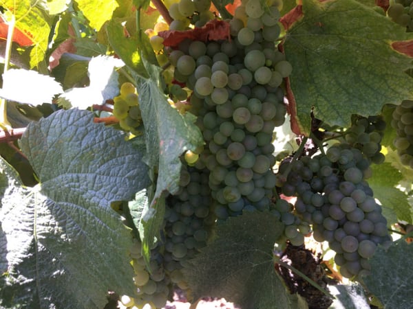 Chardonnay grapes in Lodi, Calif.
