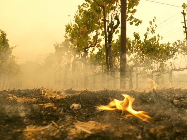 A small flame is all that remains from the flames that burned to the edge of the Robert Sinskey Vineyard, Monday, Oct. 9, 2017, in Napa, Calif. 