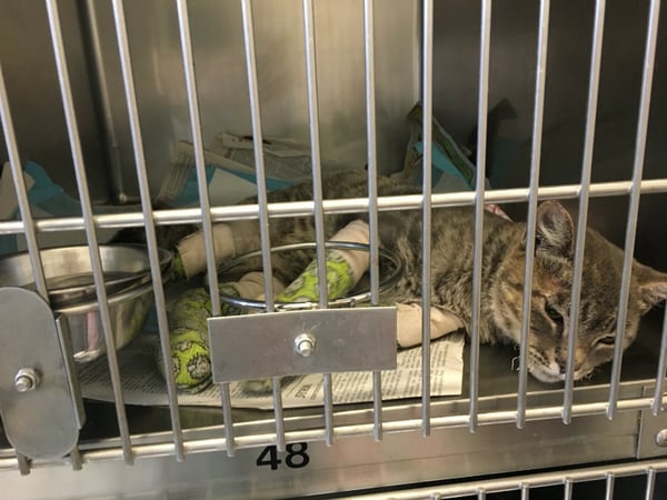 An unidentified cat injured his paws when wildfires swept through California wine country is cared for at Sonoma County Animal Services in Santa Rosa, Calif., Saturday, Oct. 14, 2017. 
