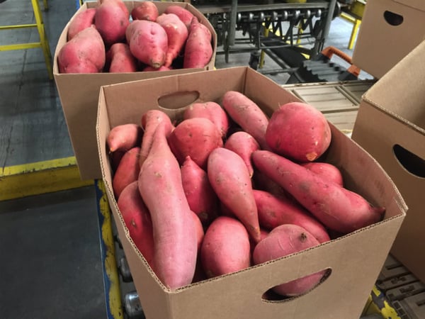 A freshly-packed box of Quail H Farms sweet potatoes.