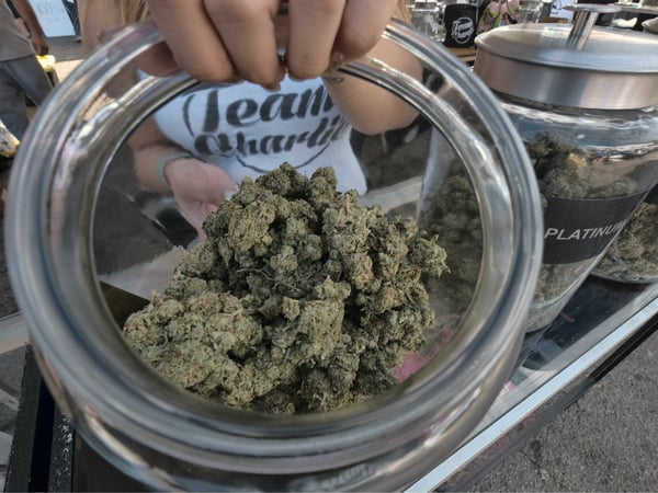A vendor shows one of an assortment of marijuana strains during the High Times Harvest Cup in San Bernardino, Calif. 