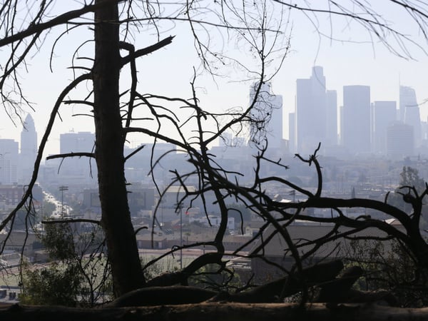 Los Angeles skyline is seen through burned trees after a brush fire erupted in the hills in Elysian Park in Los Angeles Thursday, Dec. 14, 2017.
