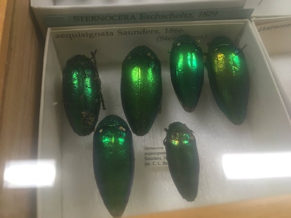 Insect specimens from the UC Davis Bohart Museum of Entomology.