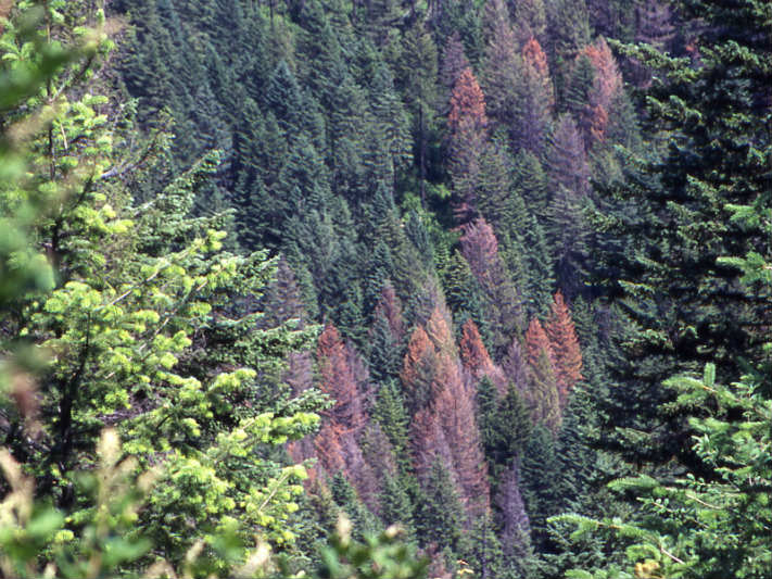USDA Forest Service / Flickr