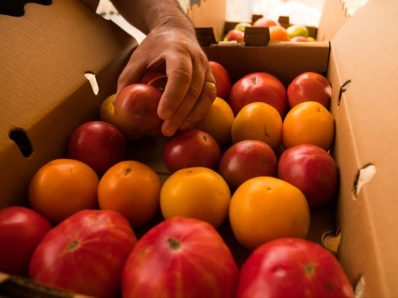 Just a few of the more than 25 different varieties of tomatoes grown by Sacramento farmer Ray Yeung.