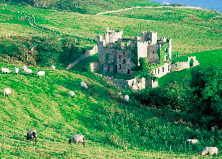 Irish scene