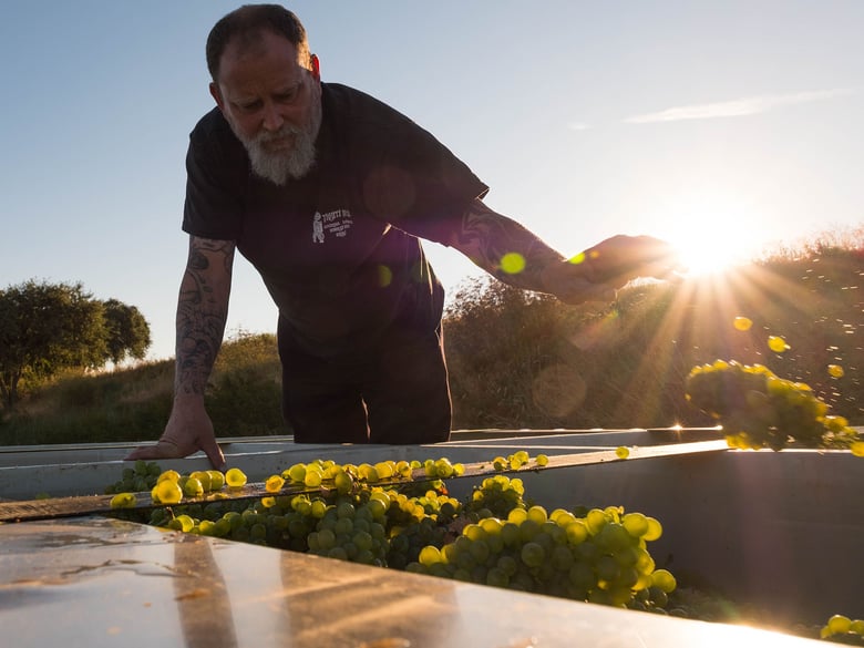 Craig Haarmeyer sorts through grapes looking for leaves and gauging the quality of the fruit.