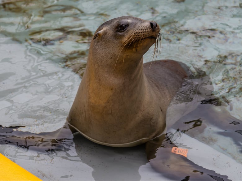 Bonsai, a juvenile male California sea lion, rests in a pool during rehabilitation at The Marine Mammal Center in Sausalito, CA. Bonsai is one of 220 sea lion patients the Center has cared for so far this year to suffer the effects of leptospirosis. 
