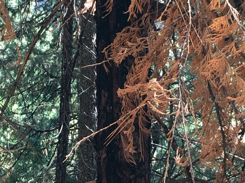 Clearing dead and dying trees such as these in the Sierra Nevada could take years, if not decades.
