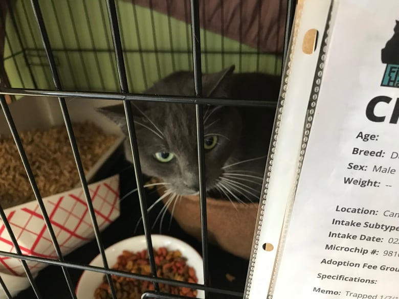 Some of the cats who were never claimed after the Camp Fire are now being cared for at a recovery center in Marysville. There are hundreds scattered at shelters across the region.