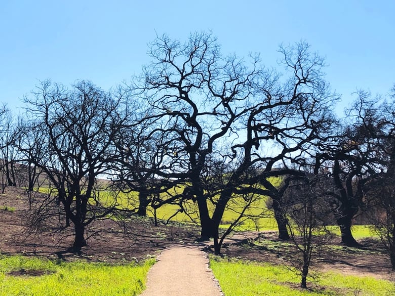 Malibu Creek State Park gets green again.
