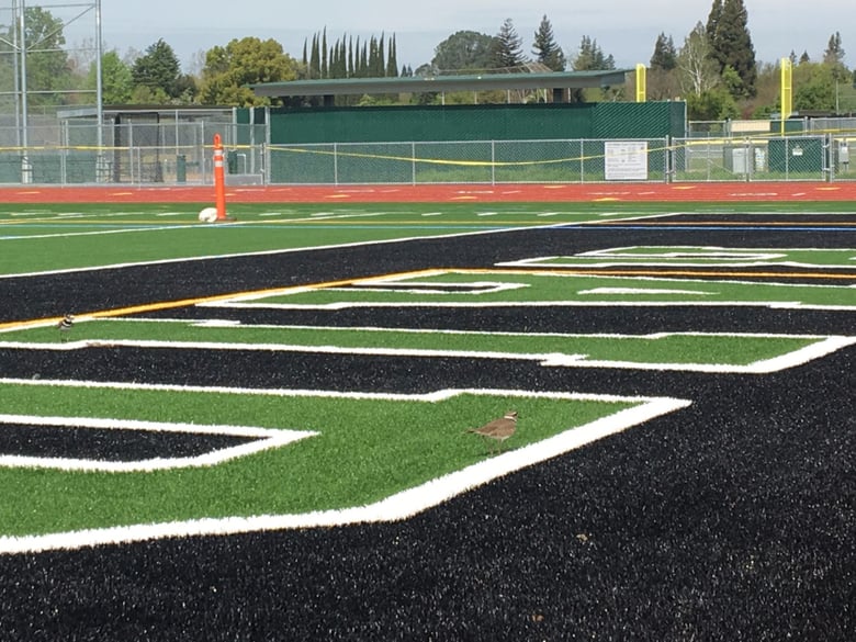 A nesting killdeer walks on the football field at Rio Americano High School.