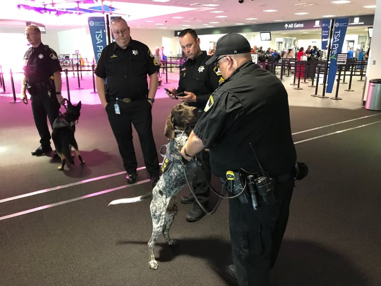 Bella-Bell awaits instruction from her handler at Sacramento International Airport. Bella-Bell is expected to be one of the first two non-TSA dogs to provide explosive-sniffing capabilities at the airport.