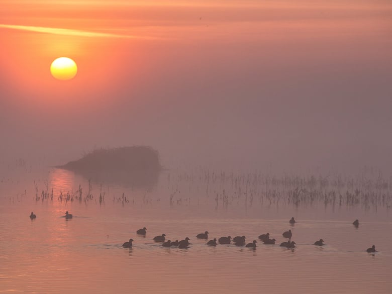 The Cosumnes River Preserve is home to California’s largest remaining valley oak riparian forest, and is one of the few protected wetland habitat areas in the state.