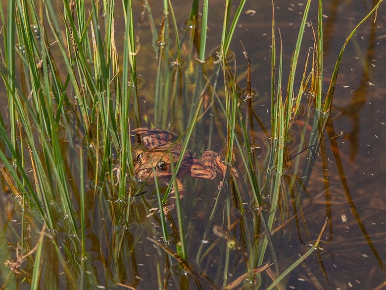 This May 3, 2019, photo provided by the National Park Service shows a close-up image of a red-legged frog released on Friday May 3, 2019 in Cook's Meadow in Yosemite Valley.
